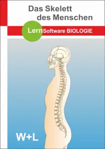 Das Skelett des Menschen