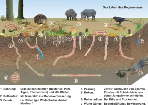 Der_Regenwurm_in_seiner_Umwelt.png