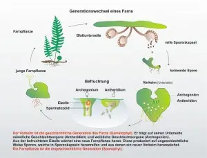 Generationswechsel-Farne-2