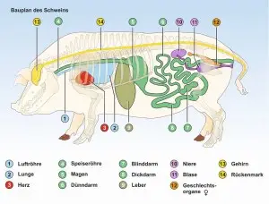 E1-Das-Schwein-Bauplan