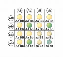 Gregor Mendel (3) - Die Unabhängigkeitsregel