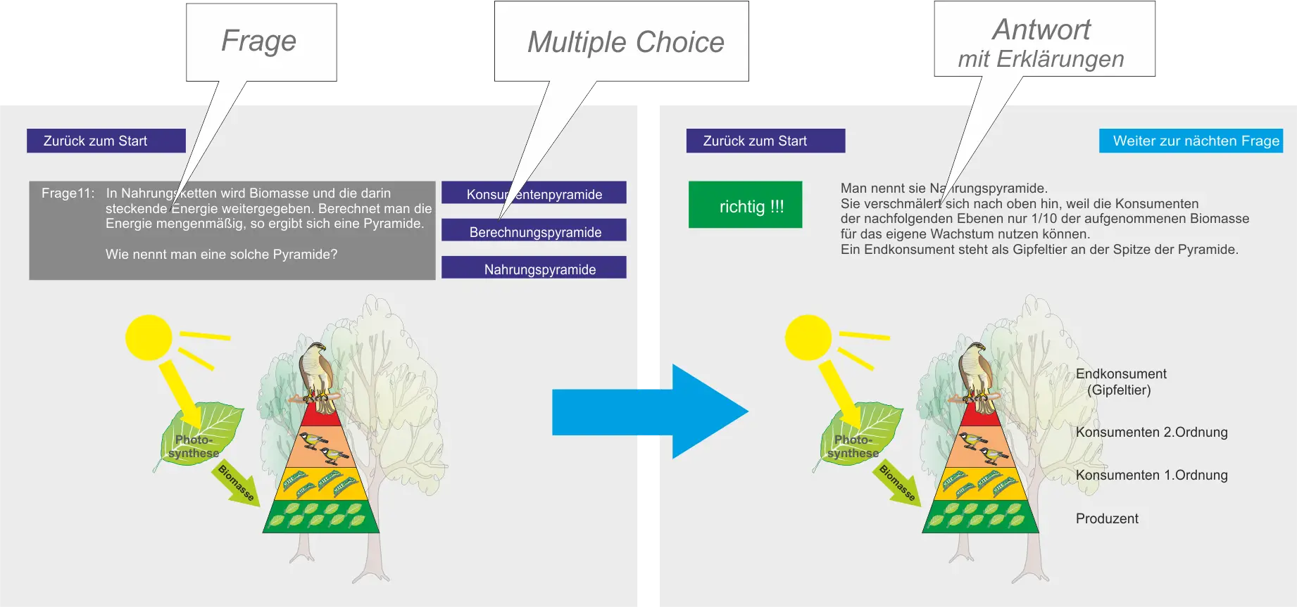 LernSoftware oekosystem Wald