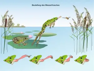 Wasserfrosch-3