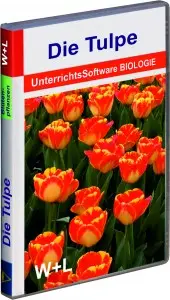 4001 Die Tulpe 201843