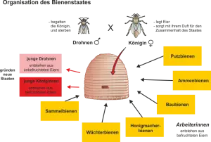 Die_Honigbiene_und_ihr_Staat.png