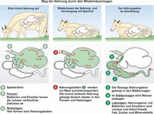 D3-Das-Rind-Verdauung