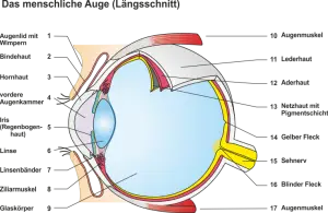 Das_menschliche_Auge.png