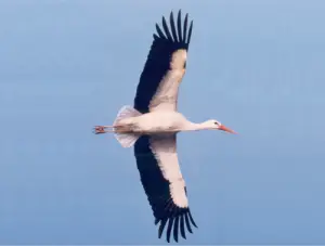 Der_Weissstorch-Zug_und_Ueerwinterung.png