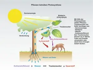 Das-Reich-der-Pflanzen-0