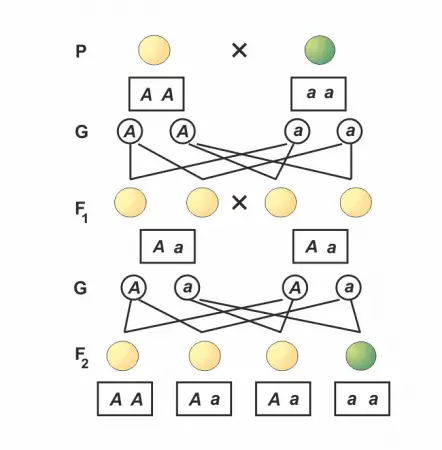 Gregor Mendel (2) - Die Spaltungsregel