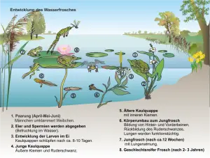 Der_Wasserfrosch_und_seine_Entwicklung.png