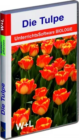 4001 Die Tulpe 201843