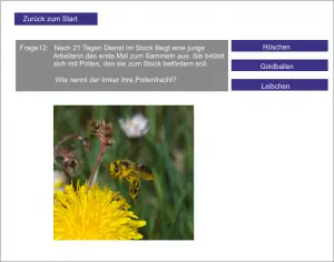 LS_Die Honigbiene 3
