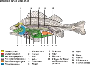Bauplan_eines_Barsches.png