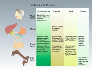 Mensch-Ernährung-4