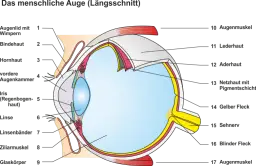 Das_menschliche_Auge.png